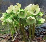 Морозник (рожевий, білий, бордовий, салатовий) 3года, фото 2