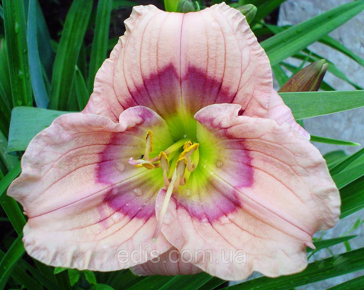 Лілейник Siloam David Kirchhoff кореневище