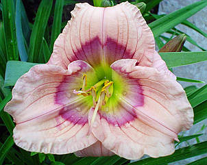 Лілейник Siloam David Kirchhoff кореневище, фото 1