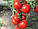 Насіння томату Хітомакс F1 (Hitomax F1) 1000 с до 11.2017 г, фото 3