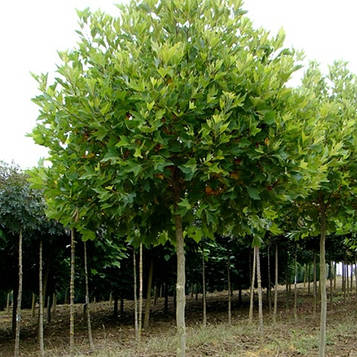 Платан кленолистий 200-250 см