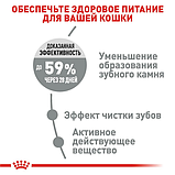 Royal Canin Dental Care Роял Канін Дентал Кеа сухий корм для профілактики зубного каменя для котів, 1,5 кг, фото 5