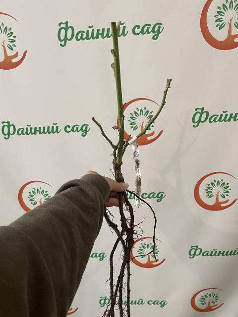 Қожайын транни іздейді