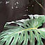 Кухонний фартух Листя Монстерры (вінілова наклейка скинали самоклеюча плівка) зелений 600*3000 мм, фото 7