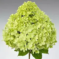 Гортензия "Pandora"