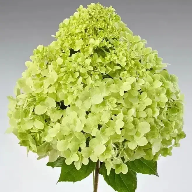 Гортензия "Pandora"