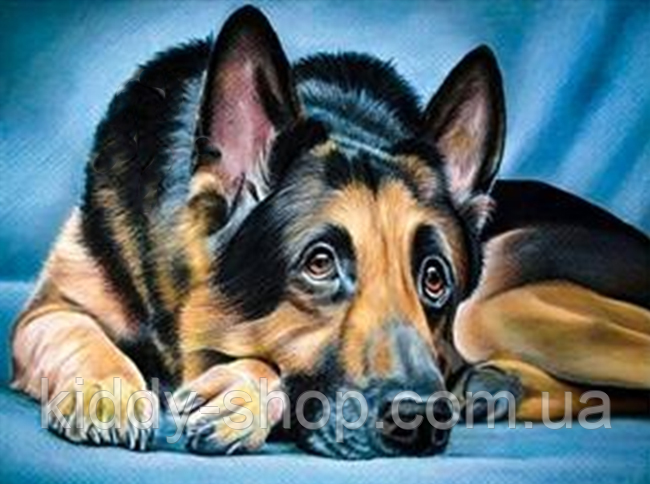 Діамантова мозаїка. Картина на підрамнику Німецька вівчарка, розмір 30х40 см, фото 1