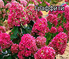 Гортензія Граффіті (Hydrangea pan. Graffiti)  в конт. 5л