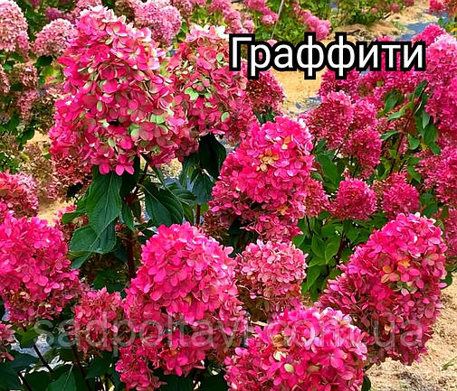 Гортензія Граффіті (Hydrangea pan. Graffiti)  в конт. 5л, фото 2