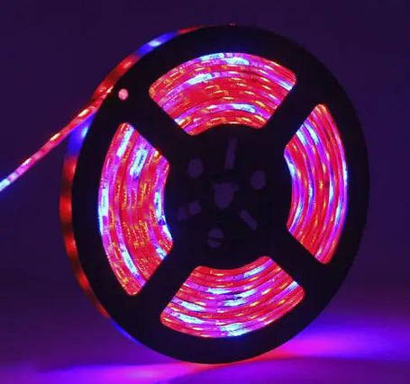 LED стрічка, SMD 5050, фітоленти 4+1 (червоний + синій). Світлодіодне освітлення для рослин., фото 2