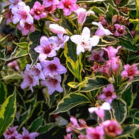 Вейгела квітуча "Сюзанна" (Suzanne)