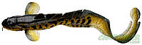 Силикон Savage Gear 3D Burbot 25cm 75g FS 01 Burbot "Оригинал"