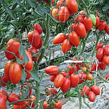 Насіння томату Колібрі F1 (1000 нас.) Clause, фото 3