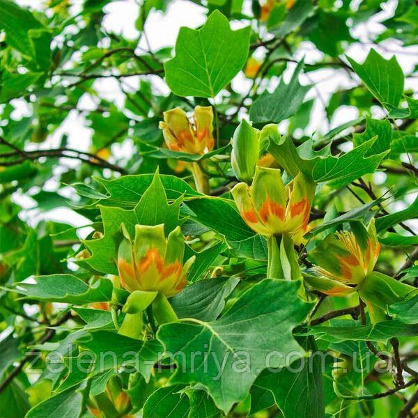 Тюльпанове дерево (Liriodendron tulipifera), фото 1