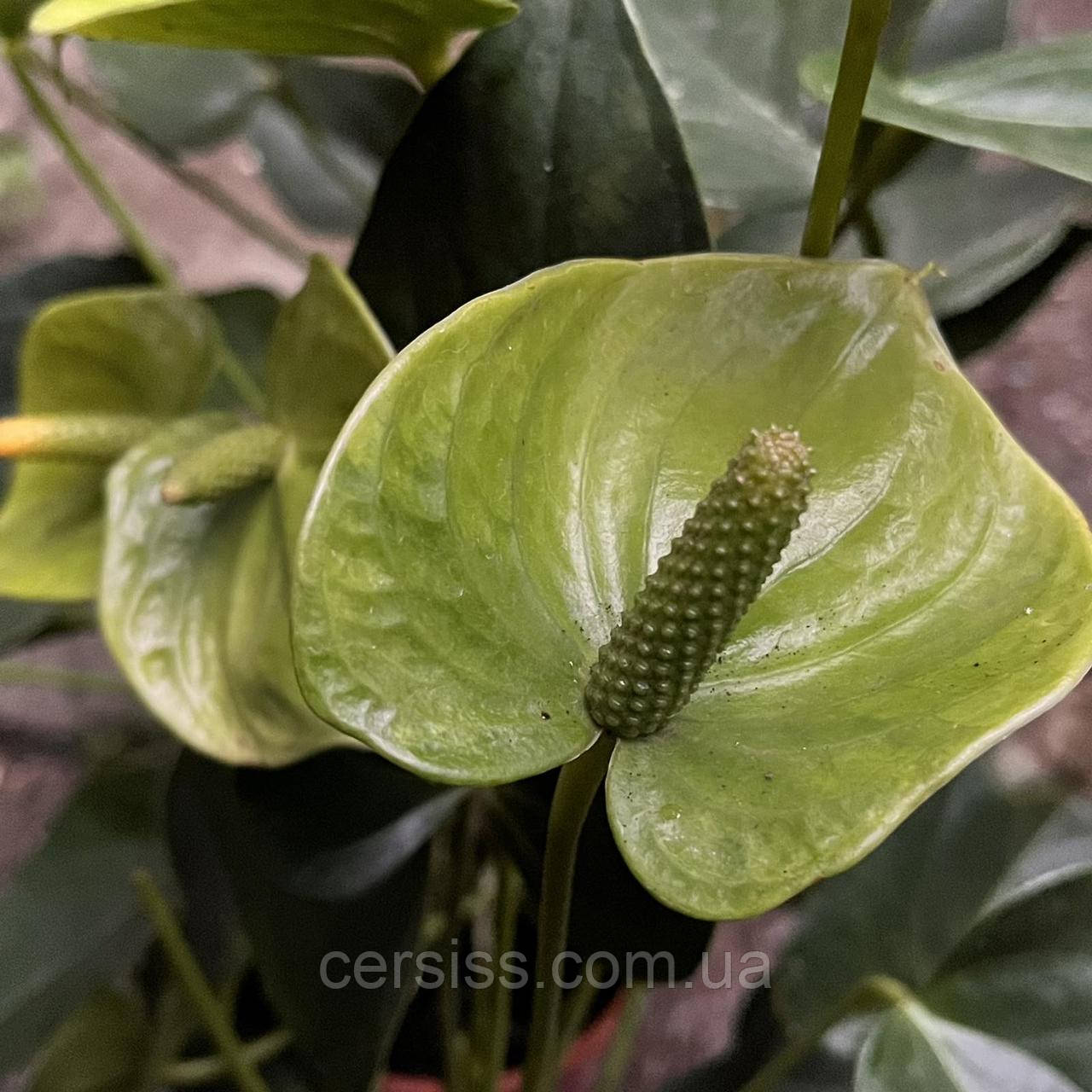Антуріум ванілла дітка рослини в горщиках Anthurium