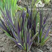 Ирис разноцветный Дарк Аура / Iris versicolor Dark Aura