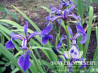 Ирис разноцветный / Iris versicolor