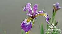 Ирис разноцветный Кармезина / Iris versicolor Kermesina