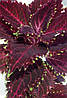 Колеус Crimson Ruffles, фото 5