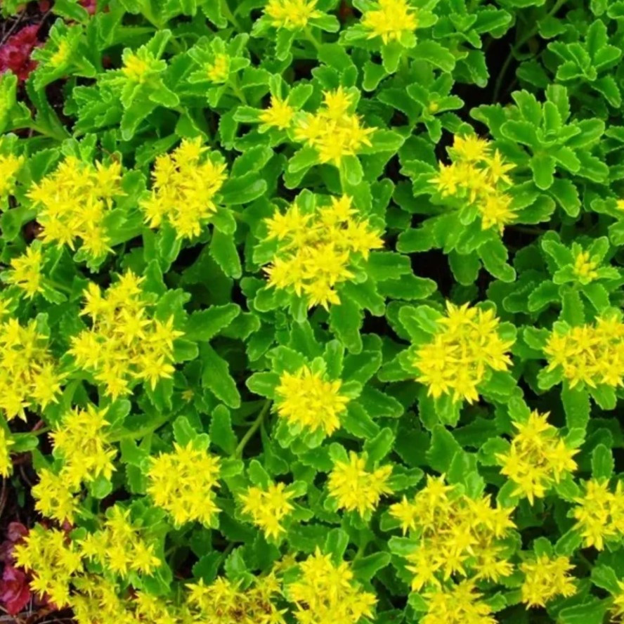 Саджанці Очитка (седум) Камчатський (Sedum Kamthaticum) P9, фото 1