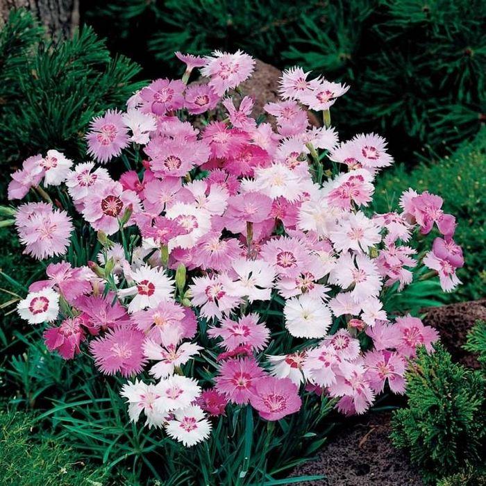 Саджанці Гвоздики перистної (Dianthus plumarius) Р9