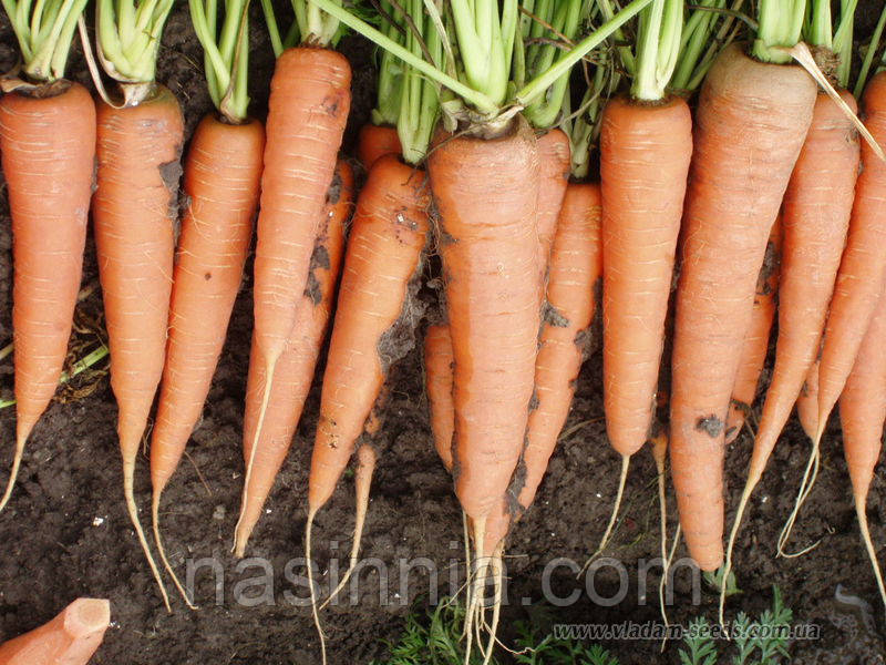 Морква Скарла 3 грама, фото 1