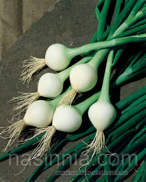 Цибуля озима Радар 1000 насінин, фото 1