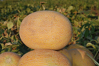 Диня Карамель F1 10 насіння
