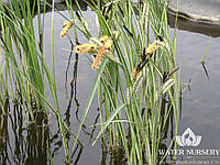 Осока береговая Пестрая / Carex riparia Variegata