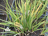 Осока темная Пестролистная / Carex nigra Variegata