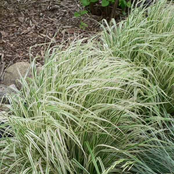 Саджанці Вейніка гостроквіткового Овердам (Calamagrostis acutiflora Overdam) P9, фото 1
