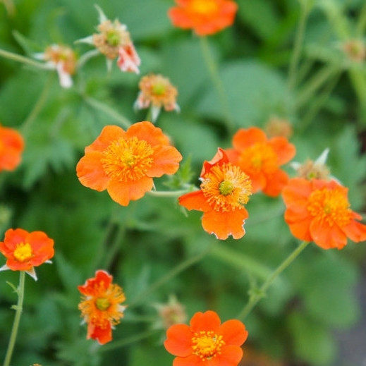 Саджанці Гравілат Багаторічного Борісі (Geum Borisii) P9, фото 1