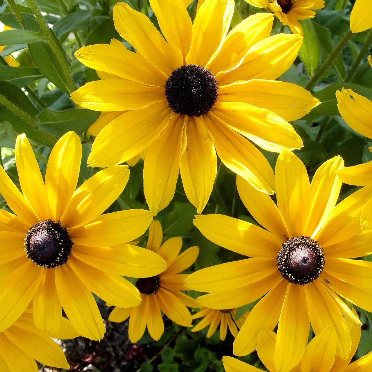 Саджанці Ромашки Садової Жовтої (Рудбекія Жовта) (Leucanthemum) P9, фото 1