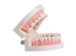 Модель зубів для стоматології демонстраційна