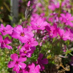 Саджанці Флокса Дугласа (Phlox douglasii) P9