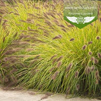 Pennisetum alopecuroides 'Hameln Gold', Пеннісетум лисохвостий 'Хамелін Ґолд',C2 — гірник 2 л