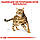 Royal Canin Bengal Adult (Роял Канін Бенгал) сухий корм для котів бенгальської породи від 1 року, 2 КГ, фото 5