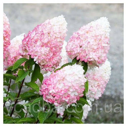 Гортензія метильчаста Росбері Пінк (Raspberry Pink) контейнер 3л
