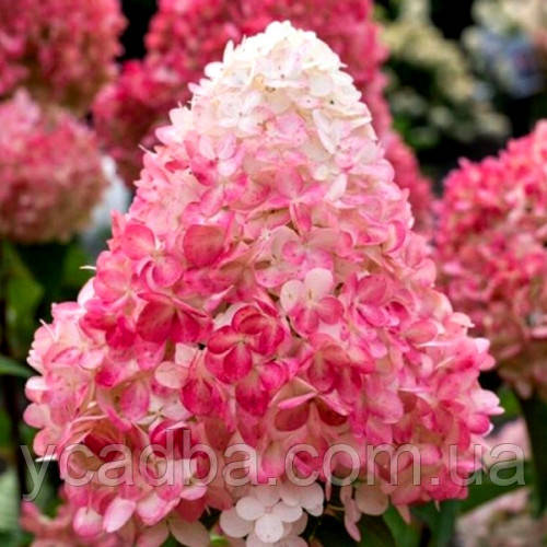Гортензія метильчаста Пінк енд Роуз 18 (Pink & Rose) контейнер 3л