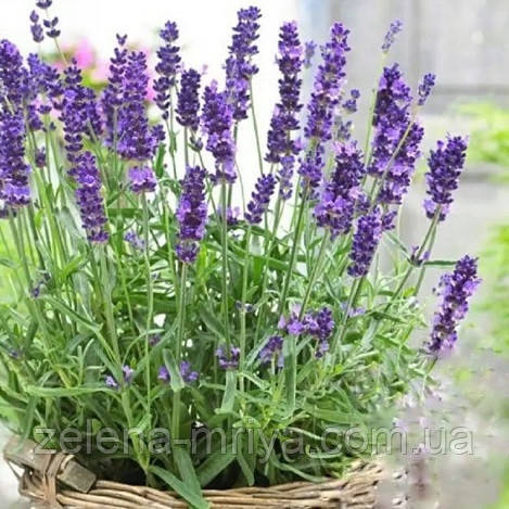 Лаванда вузьколистна Хідкот p9, фото 1