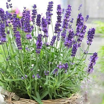 Лаванда вузьколистна Хідкот p9