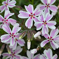 Саджанці Флокса шилоподібного строкатого Кенді Страйпс (Phlox subulata Candy Stripes)