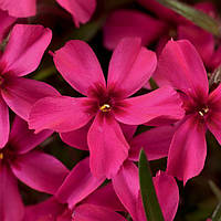 Саджанці Флокса шилоподібного Ред Скарлет (Phlox subulata Red Scarlet)