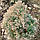 Саджанці Туї західної Ерікоідес (Thuja occidentalis Ericoides), фото 2