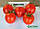 Насіння томату Асвон F1 ( Aswan F1 ) 5000 н, фото 6
