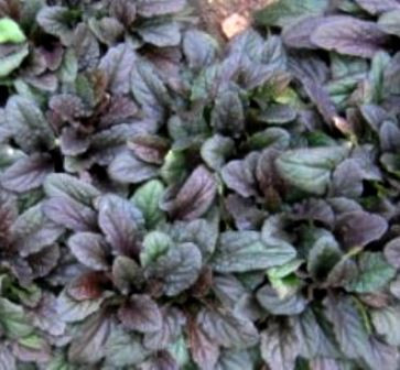 Живучка Atropurpurea, фото 1