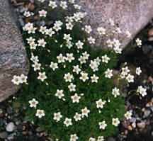 Камнеломка мохоподібна біла контейнер 1,6 л