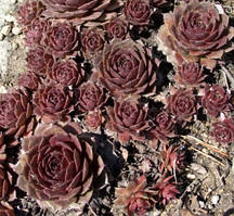 Молодило Burgundy