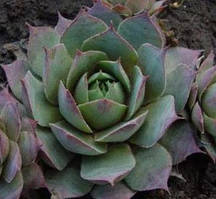 Молодило Silverine