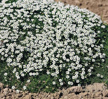 Мшанка шилоподібна